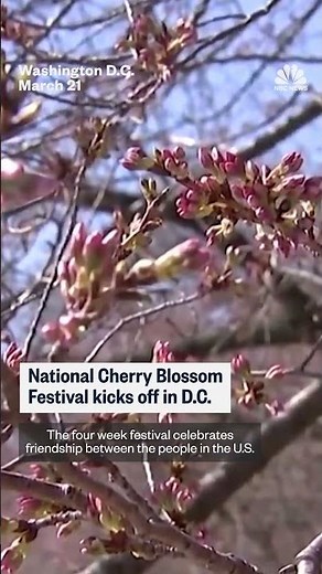National Cherry Blossom Festival kicks off in D.C.