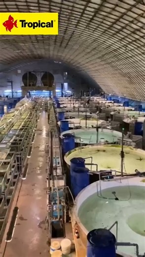 Petra-Aqua Tropical Fish Wholesaler is a real paradise for aquarists. Today we are excited to create a video for you about this extraordinary place and the people who create it. Details coming soon. #petraaqua #wefeedwecarewelove #aquarium #aquarium #fish #fishbreeder #bettahobby | Tropical International