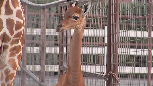 ‘Extremely unique’ giraffe born without spots in Tennessee