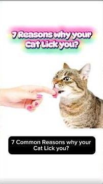 7 Reasons why your Cat Lick you? #catsfact #catslover #catsvideos #cats #catshorts #catsofyoutube