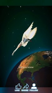 🌎 Every year, the Arctic tern completes the longest migration on the planet — flying up to 70,000 km from the Arctic to Antarctica and back 🐦❄️☀️ It nests in Canada, Greenland, and Iceland, then travels along the coasts of Europe and Africa, crosses the equator, and reaches the icy shores of Antarctica — all in search of endless summer. And it’s not alone. The bar-tailed godwit flies 12,000 km non-stop from Alaska to New Zealand over the Pacific Ocean — spending nine days in the air without st