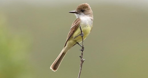Dusky-capped Flycatcher Identification, All About Birds, Cornell Lab of Ornithology