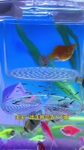 Fish tank breeding box, beautiful and practical #breedingbox #fishkeeping #aquascapegallery