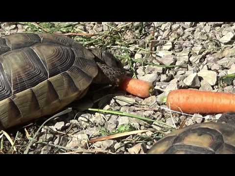 European tortoises: Calcium and deworming