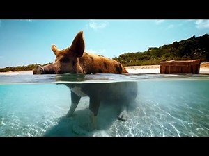 ANGRY BIRDS 2 Teaser Trailer # 2