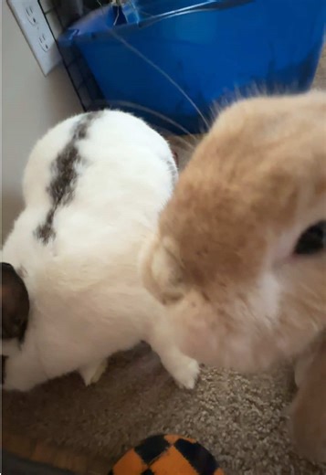 Since I’m away for a couple more days, here’s another throwback of Buttercup and Butterscotch playing around with their stacking cups [this was in the drafts lol i forgot to post] #bunny #rabbit #freeroambunny #pet #exoticpets