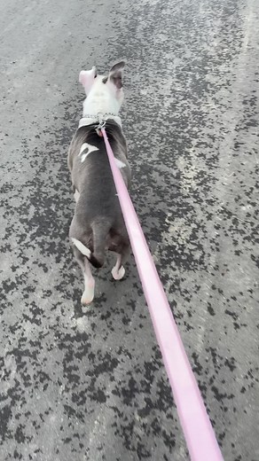 Amari (@amari2995)’s videos with Funny - Gold-Tiger