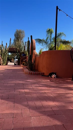 At White Stallion Ranch, we’re more than just a guest ranch in Tucson, Arizona. We’re family owned, we run cattle, and we share a fence line with Saguaro National Park. That’s the desert experience we’re proud to share with our guests. - - - - - Arizona dude ranch • things to do in Tucson • cactus garden walk • Sonoran Desert wildlife • all-inclusive ranch vacation • family-friendly ranch • non-riding activities • western vacation ideas • dude ranch experiences • White Stallion Ranch Arizona #Wh