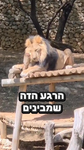 גם לכם קרה הרגע הזה? 🤣 | גן החיות התנ"כי בירושלים - The Jerusalem Biblical Zoo