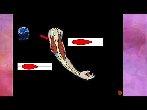 Unit 3 Lesson 5 The Muscular System