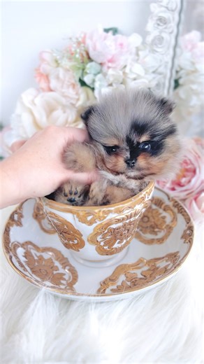 TeaCup Puppies & Boutique on Instagram: "Meet our newest itty bitty Pomeranian baby! This handsome blue merle boy is weighing in at exactly 1 lb. at 2 months old! We are so in love with him! Visit the boutique for all your puppy care needs! From modern acrylic pet pens to cozy beds, puppy training pads, and airline approved dog carriers, we have everything you need to provide your new teacup puppy with the very best care possible! 🐾 #merlepomeranian #pomeranian #pomeranians #pomeranianpuppy #te