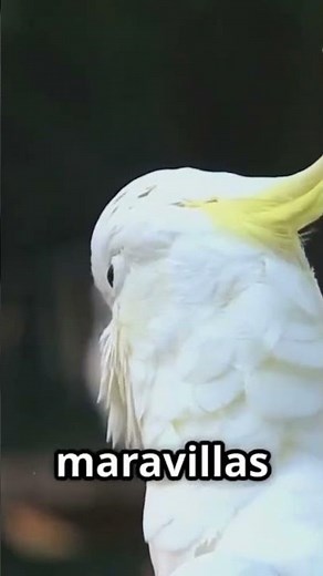 Cockatoos: Amazing Parrots You Need to See!