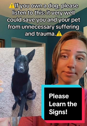 Hemangiosarcoma Awareness: Holley’s Story