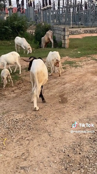 Exploring Animal Farms in Ghana: A Complete Guide