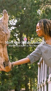 Come meet the wild personalities of Wild Animal Safari in Pine Mountain today! From playful zebras to towering giraffes, experience up-close encounters with incredible animals from all over!漣 Your adventure is waiting—plan your visit now!朗 ️Don't wait, get your tickets here! animalsafari.com | Wild Animal Safari | Facebook