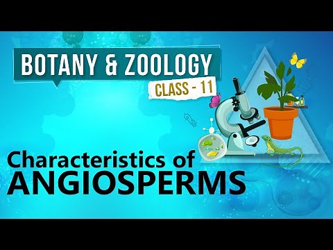 Characteristics of Angiosperms - Kingdom Plantae - Biology Class 11