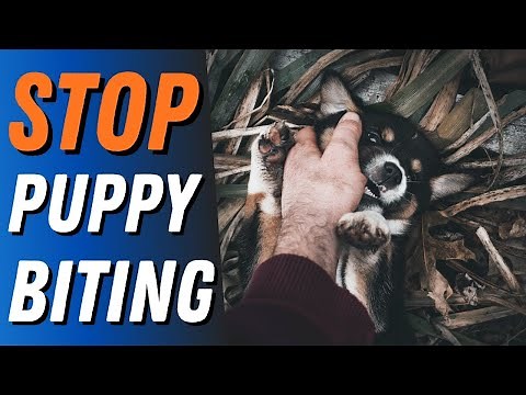 How To STOP Puppy Biting