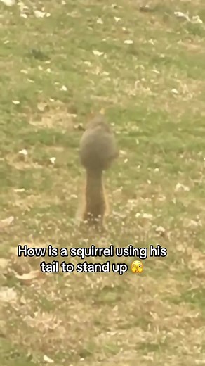 Squirrel's Clever Tail Trick Explained