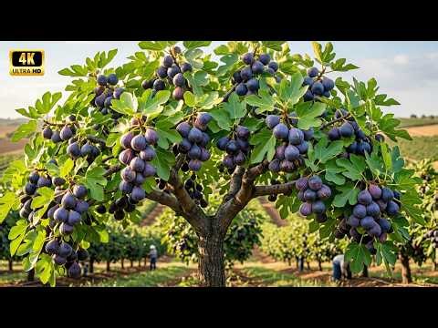 Extreme Close-Up of Giant American Figs in a Countryside Garden | Massive Fruit Orchard
