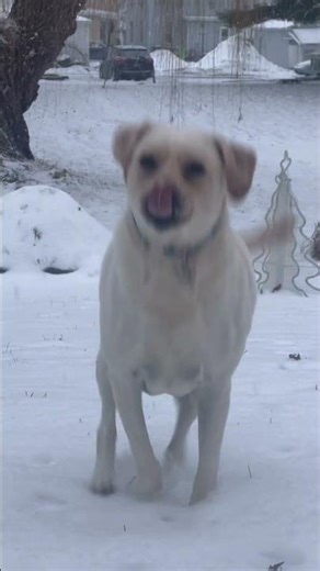 dog in snow playtime #shorts #dog