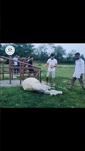 Reuff's method of casting (Restraining). #vetshiksha #veterinarian #cattle