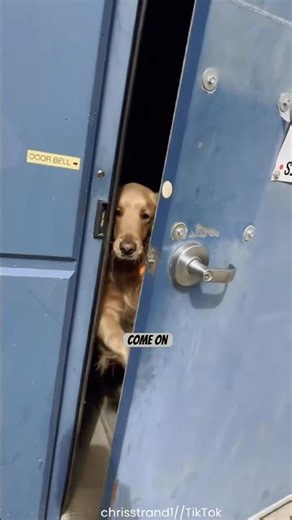 Winston Answered the Door Himself 🐶
