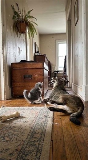 Mom Cat Judges Cone Pitbull's Door Frame Fail