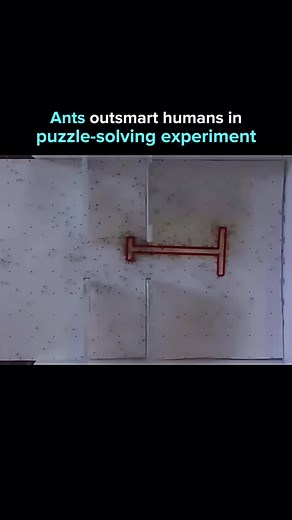 AI. Tech. The next evolution. on Instagram: "A viral video shows longhorn crazy ants working together to move a T-shaped object through narrow slits, rotating and adjusting it with perfect coordination. Their teamwork outperformed human teams in the same challenge. Published in PNAS, the study highlights “emergent collective intelligence”: individual ants have limited cognition, but together they solve complex geometric problems efficiently. Humans, even with higher intelligence, struggled when