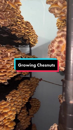 Growing Chestnut Mushrooms: A Journey in the Grow Chamber