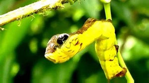 This caterpillar mimics a snake to scare away predators! | RedOrbit.com