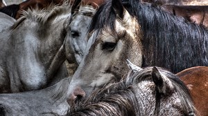 "Ils savaient ce qu'ils faisaient": un cheval tué de sept coups de couteaux, sa cavalière laissée inconsciente