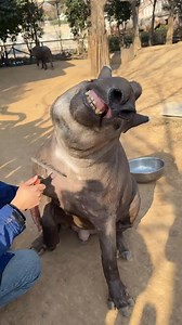 Tapir funny moments 😁 😂 | Boldclue