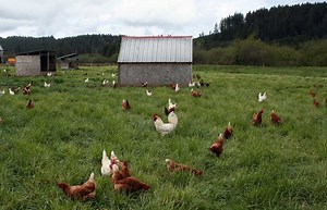 Range Poultry Housing: Coops for Grass-Fed Chickens [Videos] - Robert Plamondon's Rural Life