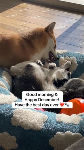 Flock of Shibas 🐕🐕🐕 | The Shibas say good morning & have a good week ☀️❤️ #beautifuldogs #fypdog #trendingdogs | Instagram