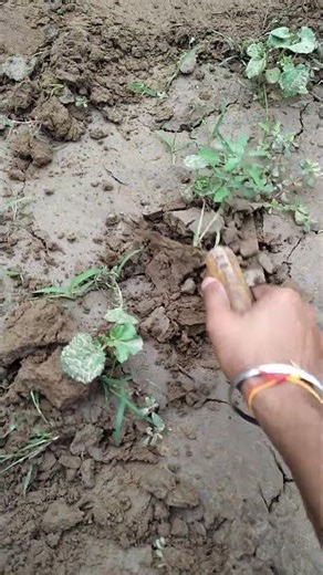 Better Okra with Less StressHow I Weed My Okra (Fast & Effective)