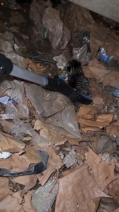 Just your average day of baby snatching. Working on getting momma. | Statement Marine