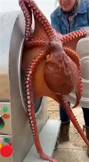 Next-Gen Breeding Machine Producing Baby Animals