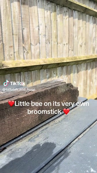 Tallulah & Hugo on TikTok