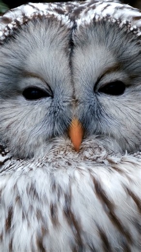 Autumn Forest Night Sounds 🍂🦉 Owls, Crickets & Woodland Ambience for Sleep & Relaxation 4K short 0