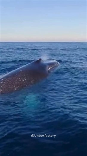 A BLUE WHALE’S TONGUE WEIGHS AS MUCH AS 40 ADULTS The Blue whale holds multiple size records — including a tongue that can weigh up to 3,600 kilograms. Blue whales are the largest animals ever known to have lived, surpassing even the largest dinosaurs. Their enormous tongues help them filter massive amounts of krill using baleen plates. Important Details: • Tongue weight: up to 3,600 kg • Equivalent to roughly 40 adults • Largest animal ever recorded • Feeds primarily on krill • Heart weighs abo