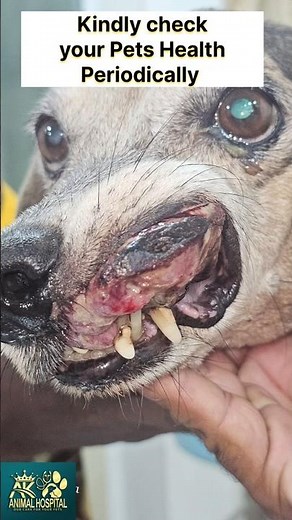 Oral Tumor in Dogs (SCC)#shortvideo #animals #dog