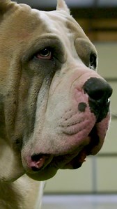 Show us a bigger dog, we'll wait 😅 #reels #dogs #bigdogs #pitbull | BIG DOGZ