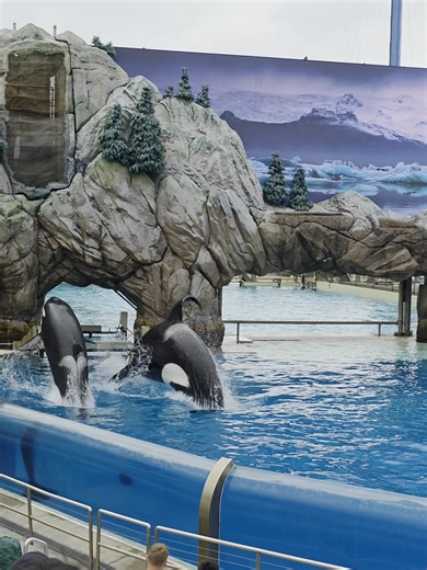 Orcas Jumping at SeaWorld San Diego: A Stunning Show