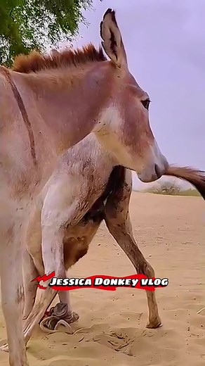 Exploring Donkey Mating Behaviors in Nature