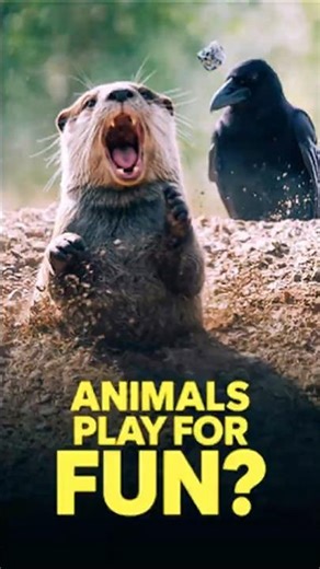 Animals PLAY for FUN?! 🦦✨ #shorts #shortsvideo #animalfacts