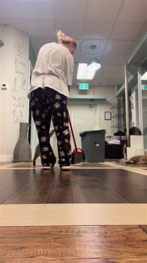 Ozzy says he likes to “help” us clean in the mornings, what he really wants is pets. No broom, dust pile or moving will stop him from getting that😹 #fypシ゚ #catrescue #catelowna #kelowna #funnycat #greytabby