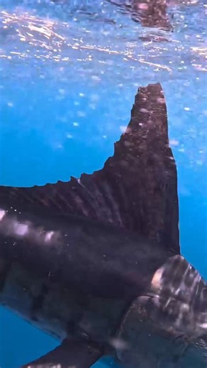 14K views · 98 reactions | The Galapagos Islands are an angler's paradise, especially when you get release opportunities like this one. : @ecuador_fly_fishing_tours #aftco #anyfishanywater #marlin | AFTCO | Facebook