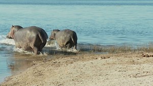 Hippos Getting Into Water Stock Footage SBV-300081077 - Storyblocks