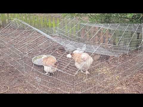 New special chickens in the pigsty