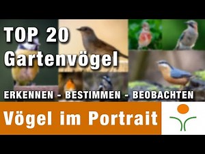 Die Top 20 Gartenvögel. Erkennen, bestimmen und beobachten. Mit Portrait, vielen Bildern und Videos.